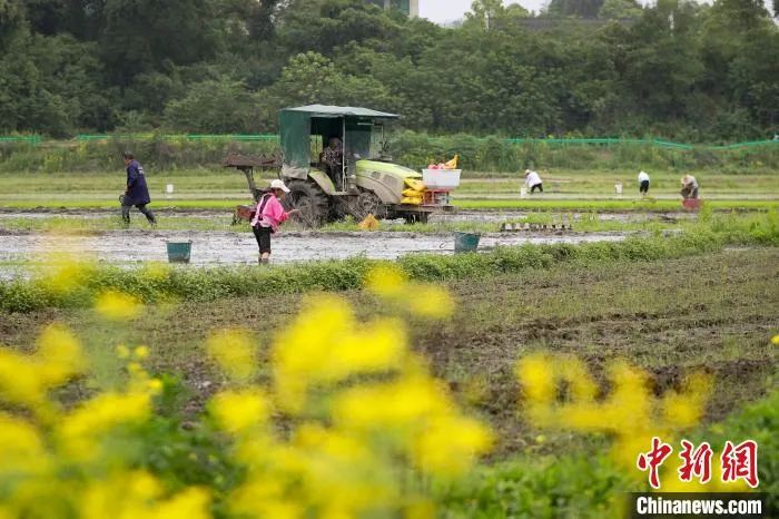 今日谷雨丨醉美人间四月天