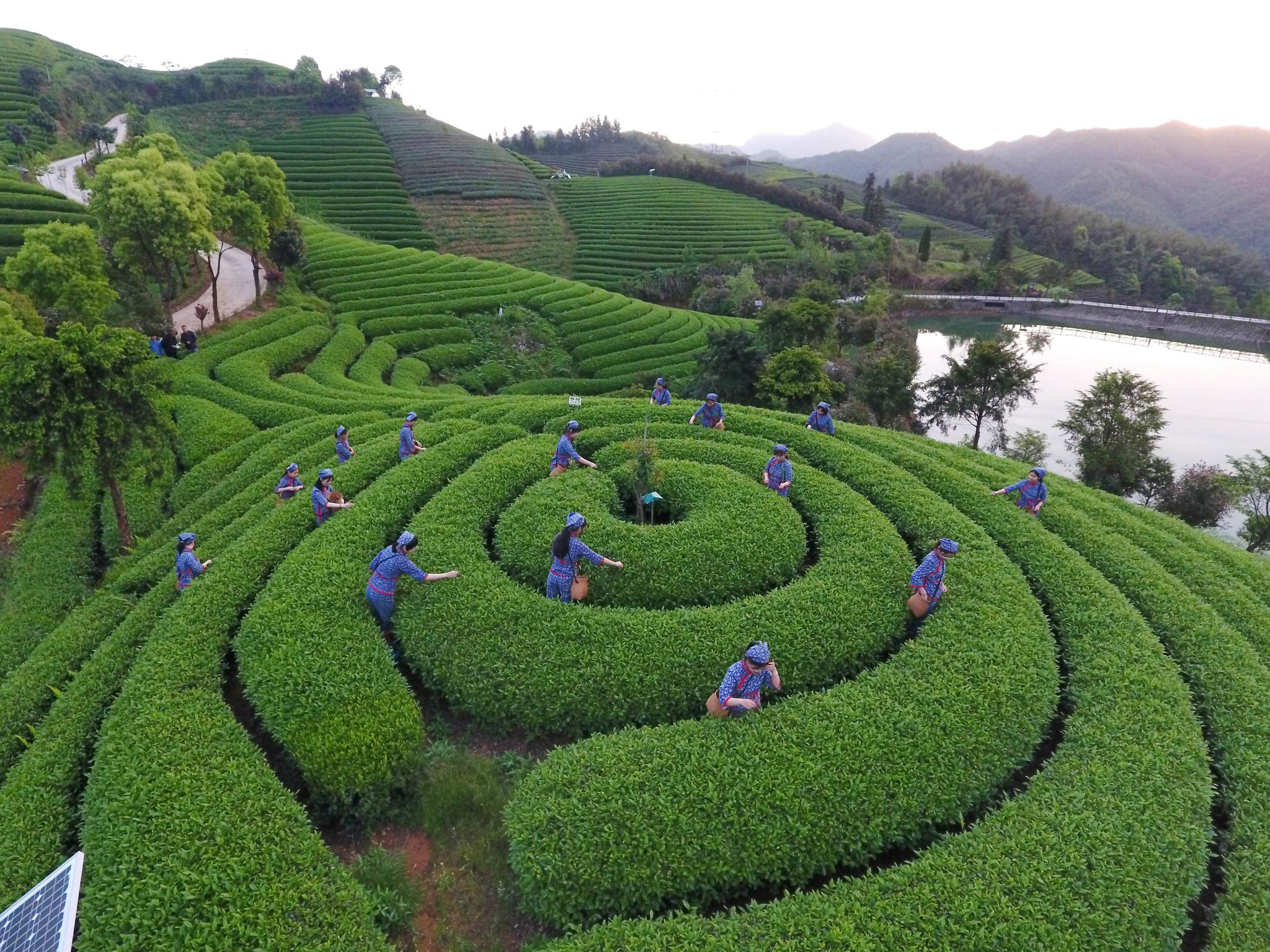 雨前茶_雨前茶最新消息,新闻,图片,视频_聚合阅读_新浪网