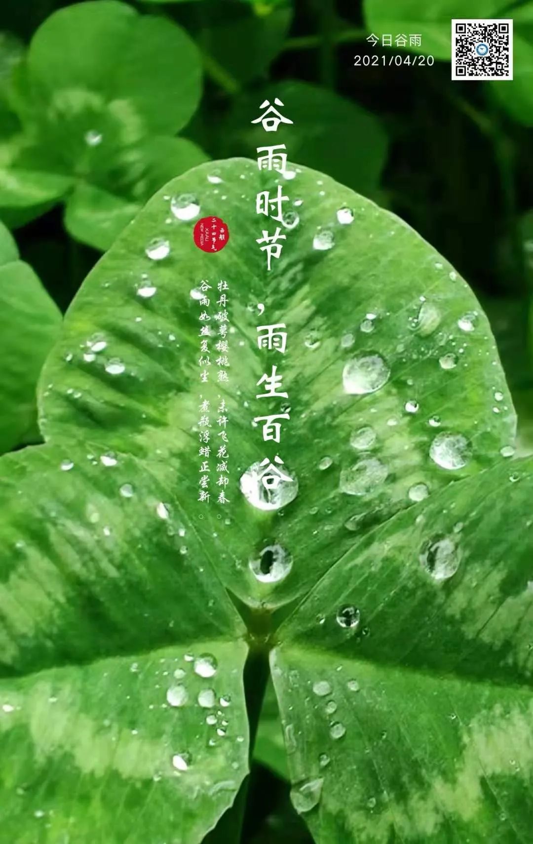 谷雨时节雨生百谷