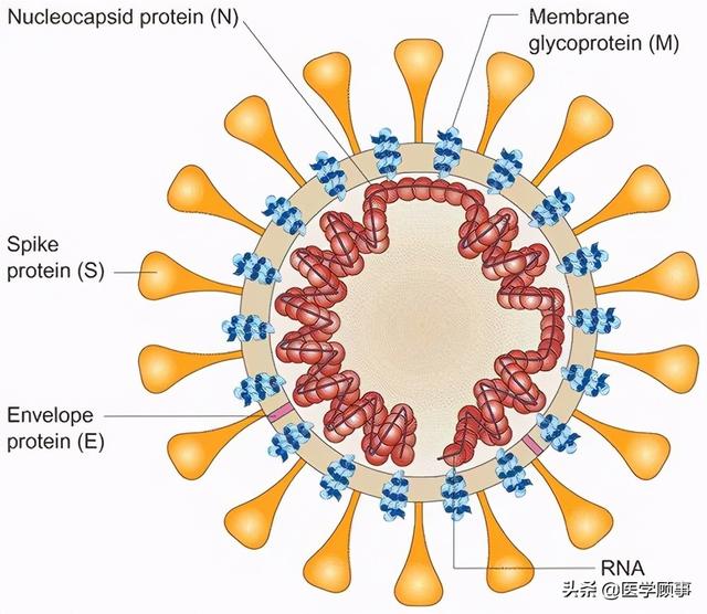 冠狀病毒形態結構示意圖特別聲明:以上文章內容僅代表作者本人觀點,不
