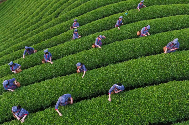 雨前茶_雨前茶最新消息,新闻,图片,视频_聚合阅读_新浪网