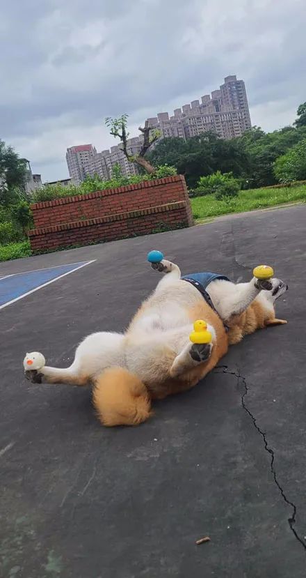 阿柴耍赖不想回家,主人趁机在它脚上放玩具,它依旧不起来!