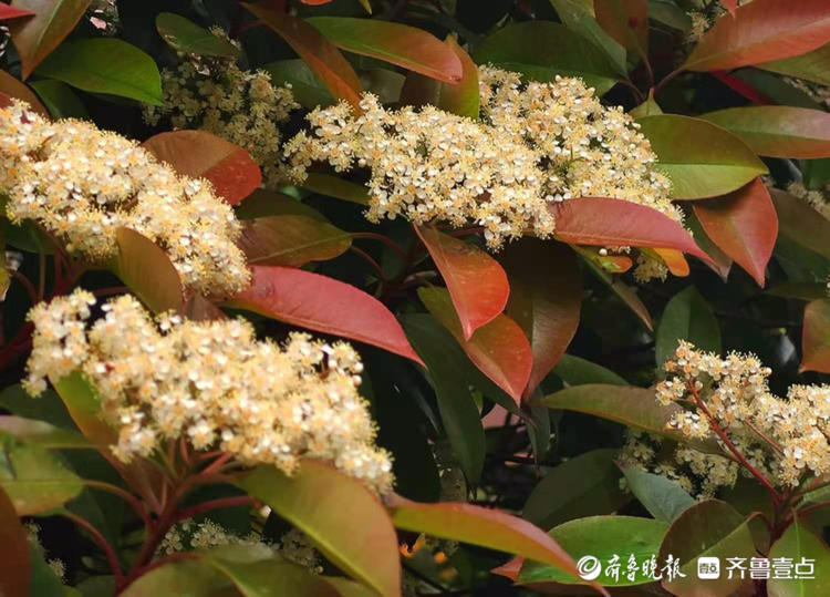 石楠花开白色细碎的花朵显得十分素雅明媚