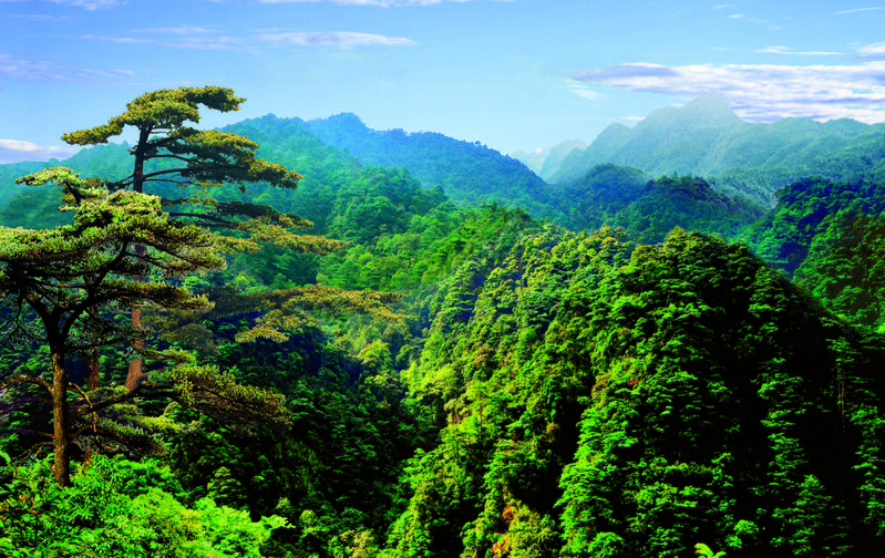 位居全国前列粤省级以上生态公益林达7150万亩