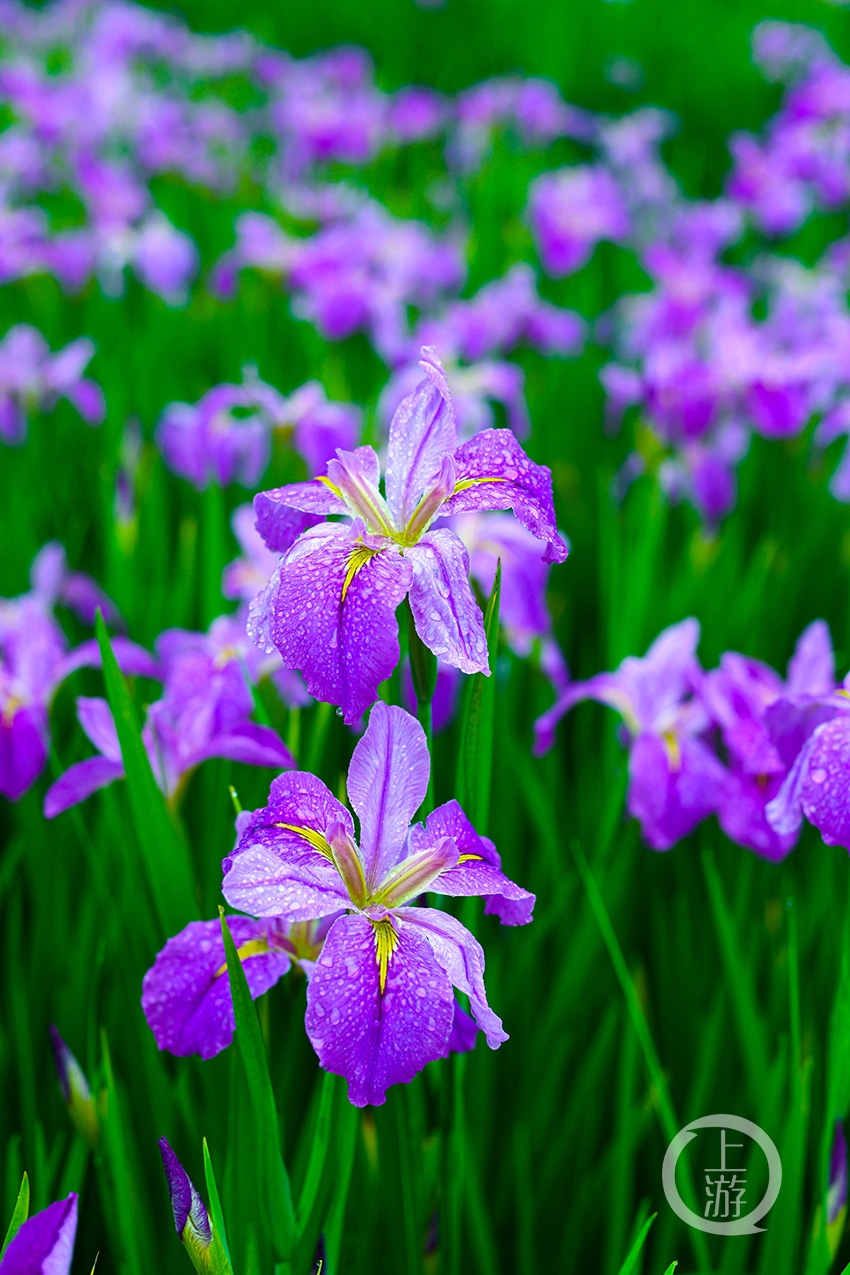 鸢尾花开似彩蝶飞舞 龙头寺公园春意浓