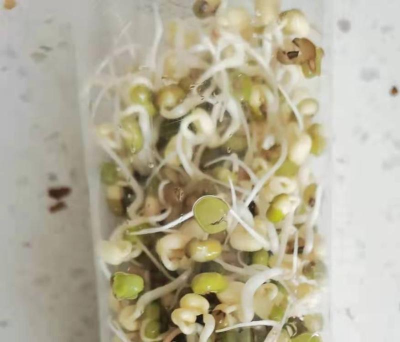 江秋莲无意中用存了几年的绿豆发出了绿豆芽。 江秋莲供图