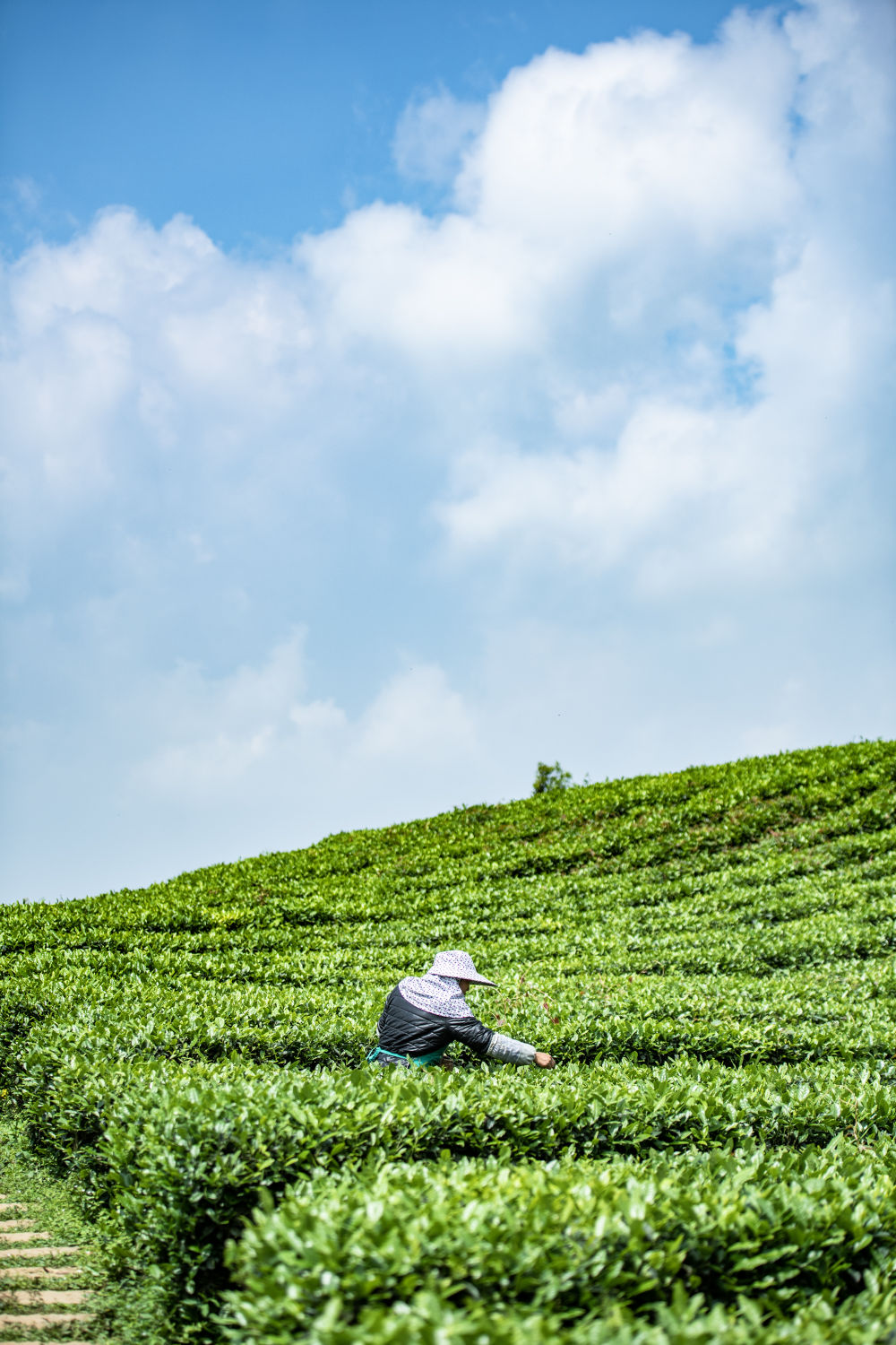 贵州谷雨时节采茶忙