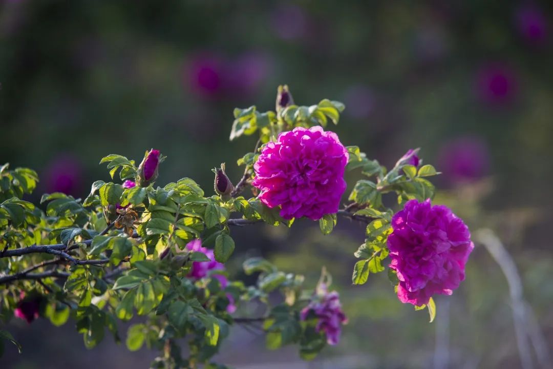 官宣!玫瑰增选为济南市花