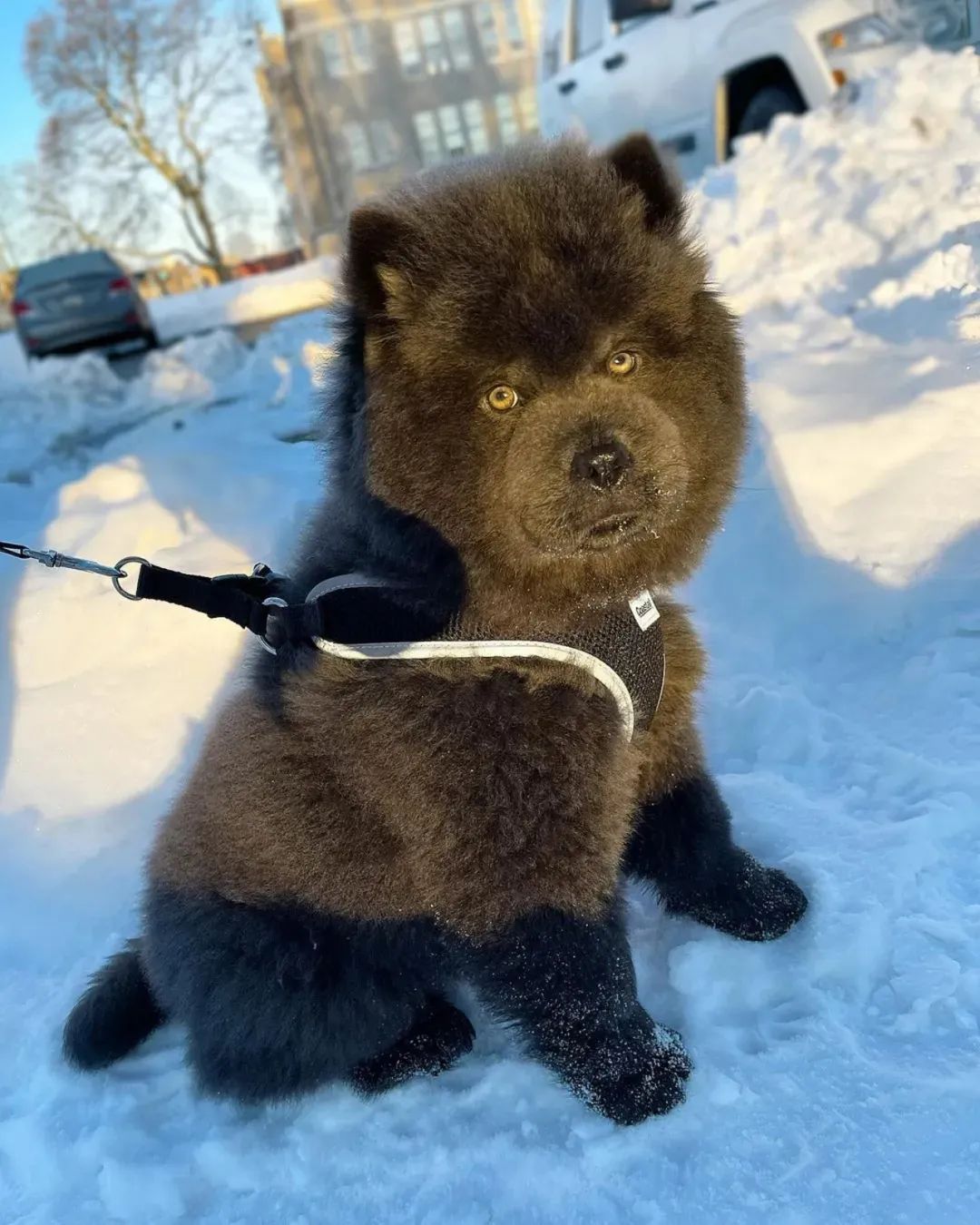 因为长得太凶经常被认为是大黑熊主人别报警其实它是狗