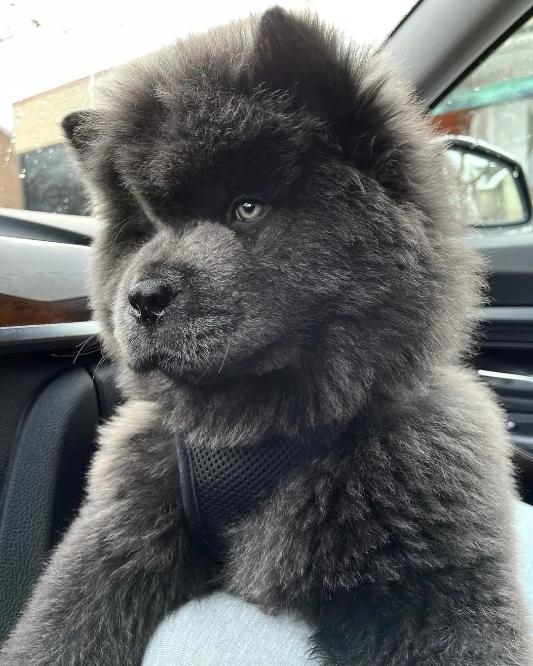 因为长得太凶经常被认为是大黑熊主人别报警其实它是狗