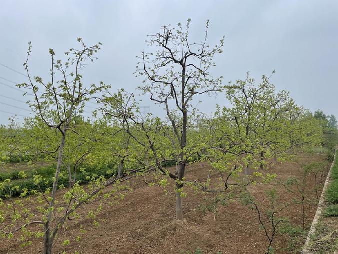 图为三河村里的尖柿种植园。 新华网 黄思路 摄