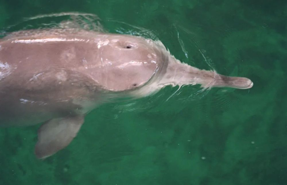 新华全媒为留住长江微笑天使他们努力奔跑