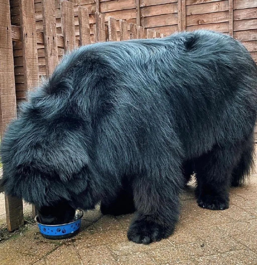因为长得太凶经常被认为是大黑熊主人别报警其实它是狗
