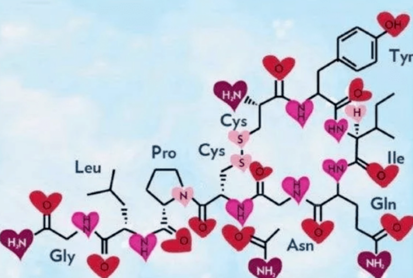 催产素结构图图片