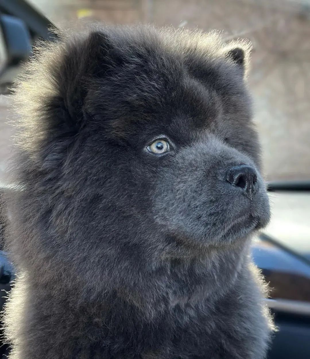 因为长得太凶经常被认为是大黑熊主人别报警其实它是狗