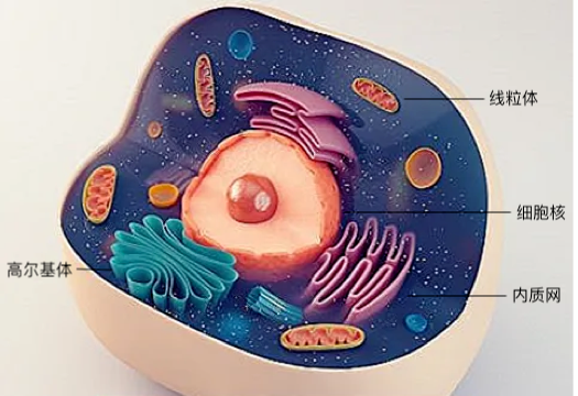 细胞分裂时里面的家当怎么分