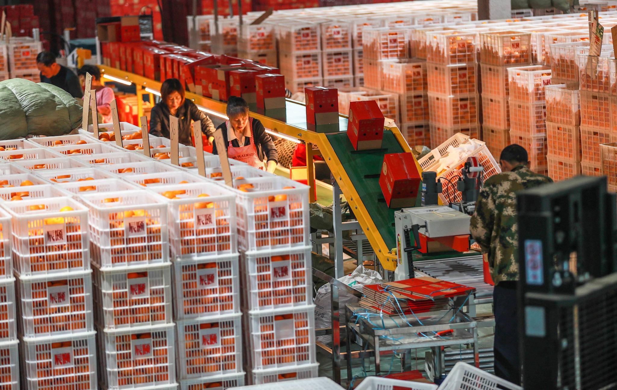 脐橙鲜果分拣包装实现自动化一派繁忙