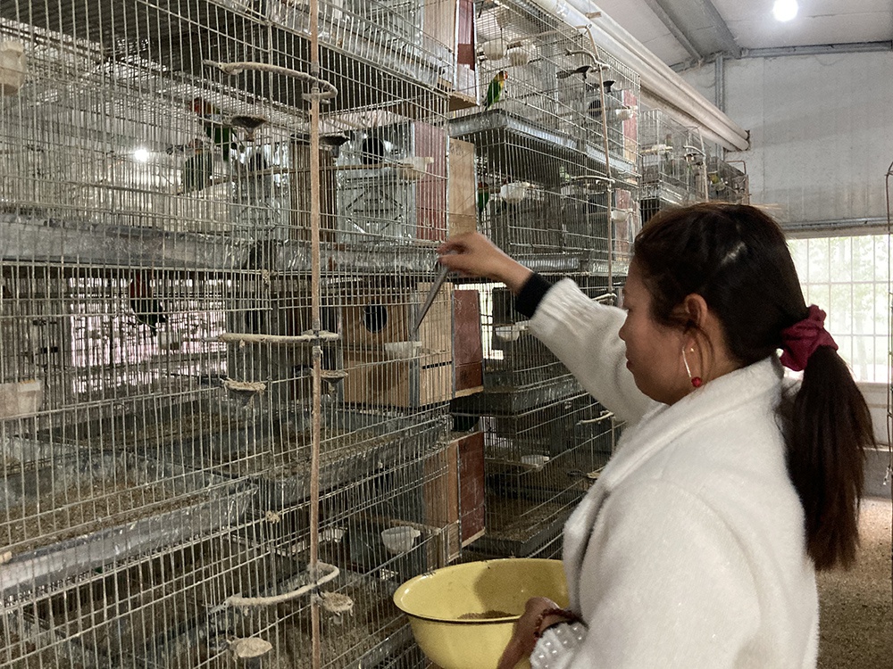 河南商丘鹦鹉养殖的非法困境专标管理试点能赢来转机