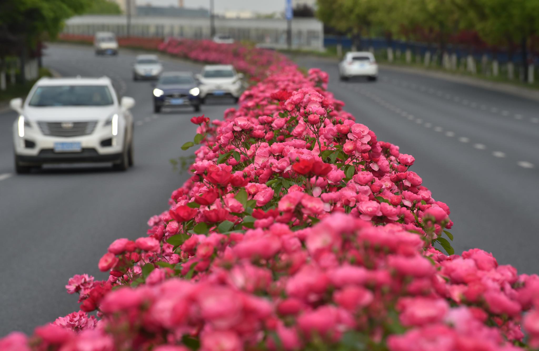 杭州鲜花大道赏心悦目