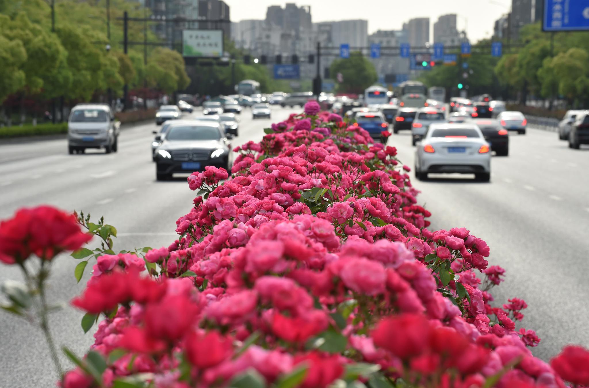 杭州鲜花大道赏心悦目