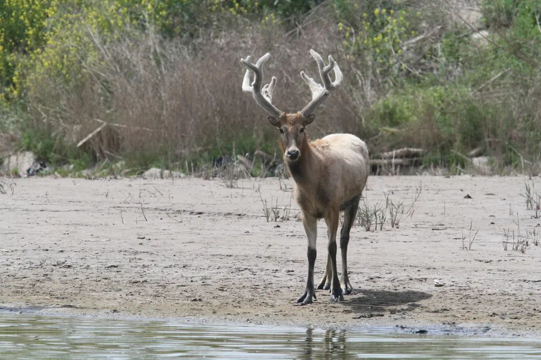 探索首批四不像抵达崇明沪首个麋鹿野放栖息地或将建成