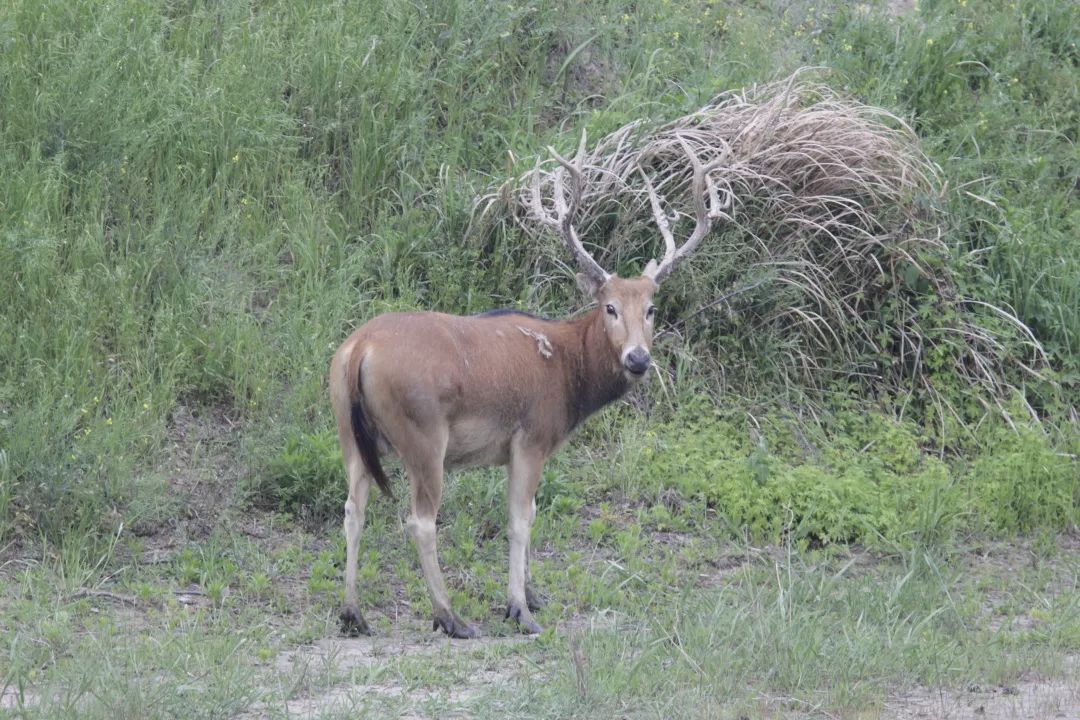 探索首批四不像抵达崇明沪首个麋鹿野放栖息地或将建成