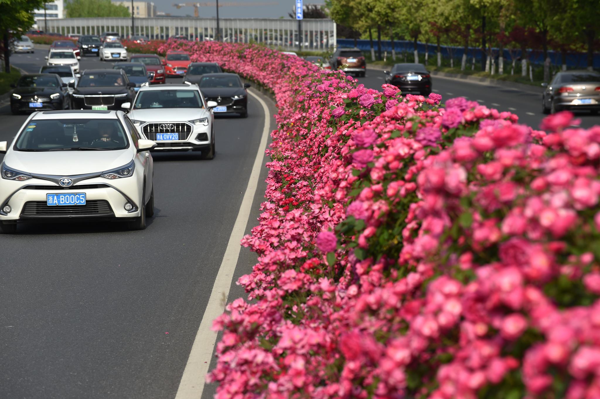 杭州鲜花大道赏心悦目
