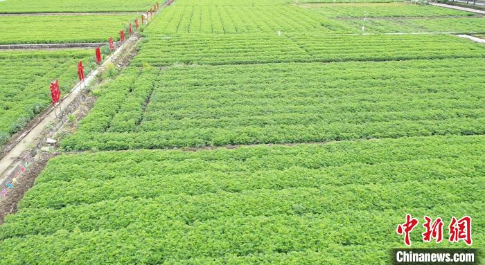 四川什邡:川芎铺就乡村振兴路 传统中药材焕发新生机