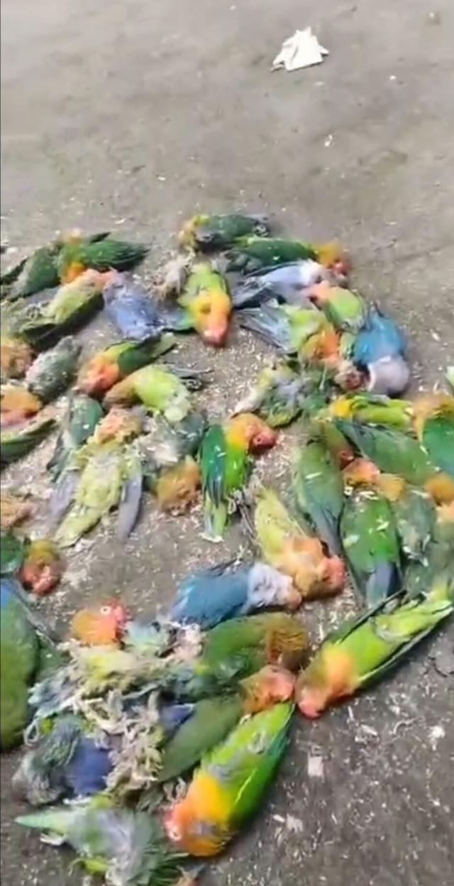 商丘鹦鹉养殖的“非法”困境：鹦鹉成批饿死养殖户损失加剧