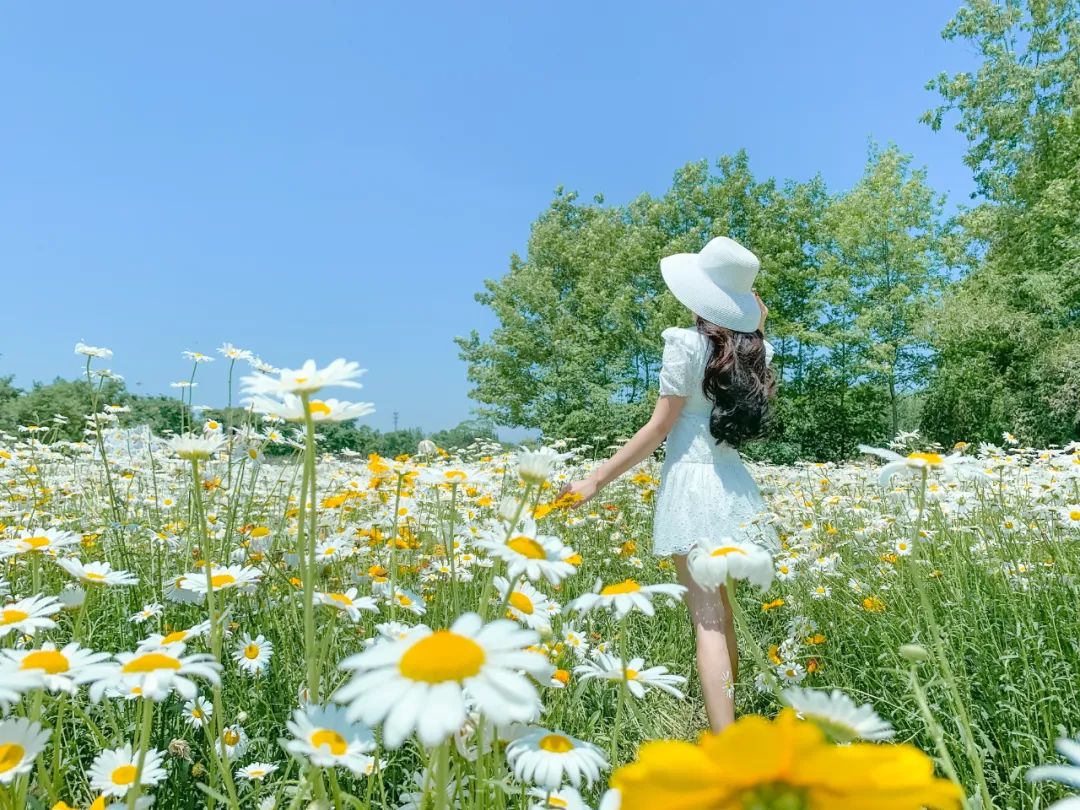 漫山遍野!成都首波小雏菊花开烂漫