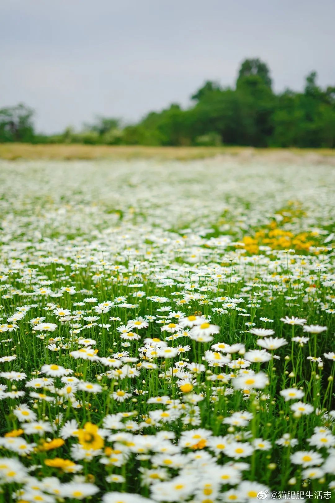 漫山遍野!成都首波小雏菊花开烂漫