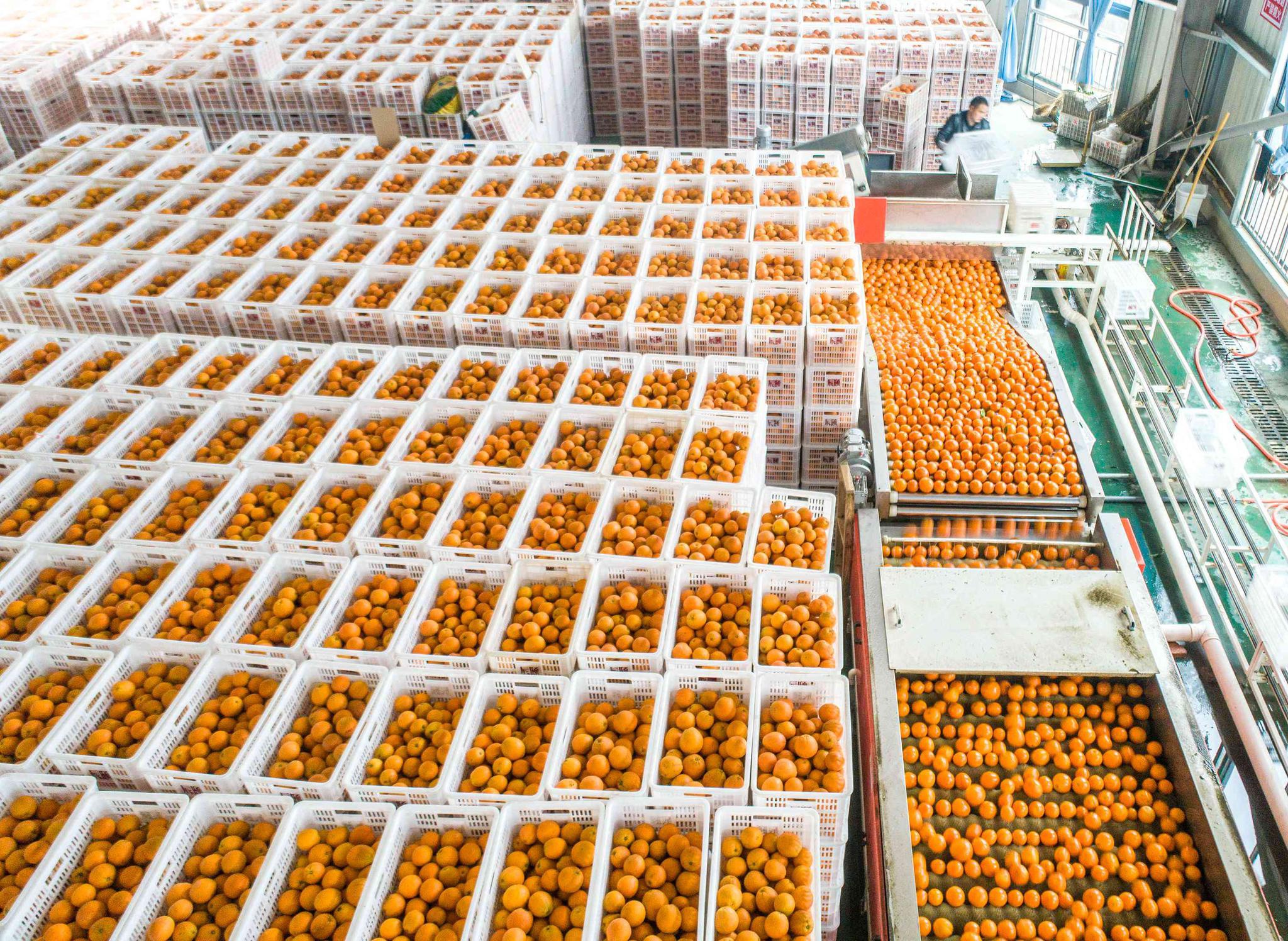 脐橙鲜果分拣包装实现自动化一派繁忙