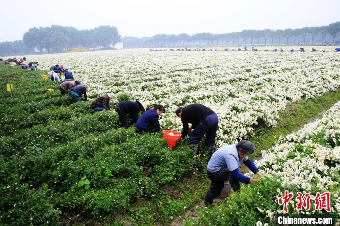 白马塘村忙碌景象 潘建根 摄