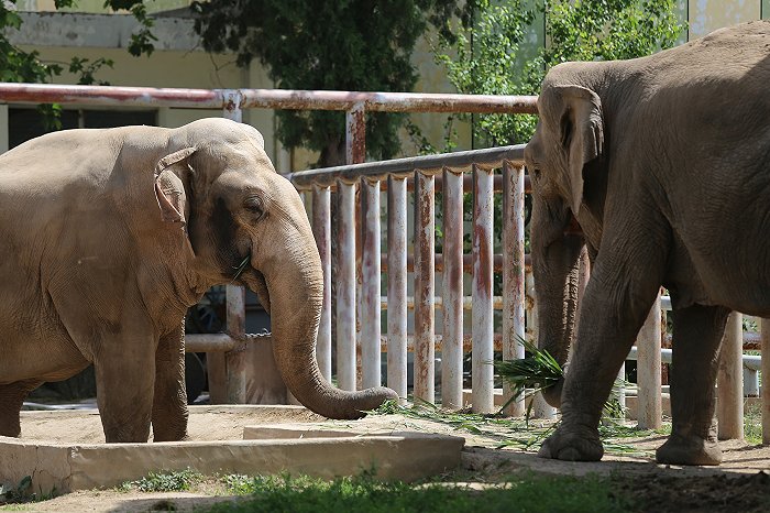 济南动物园内进食的大象(图片来源:视觉中国)
