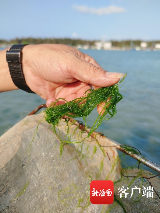 生态修复显成效龙须菜回归万宁和乐镇小海海域