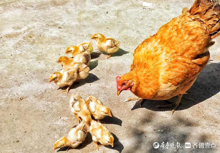 活鸡鸭正常温度是多少？活鸡鸭正常温度是多少度