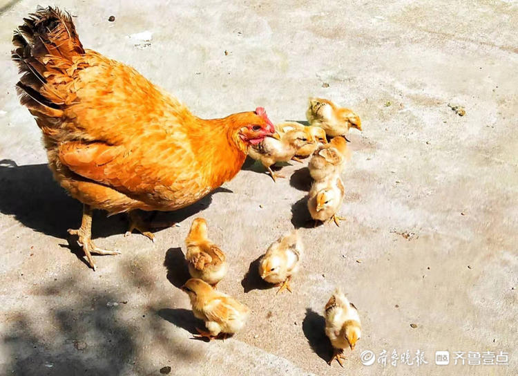 母鸡不需要公鸡就能生蛋，还能孵出小鸡，那还要公鸡干...