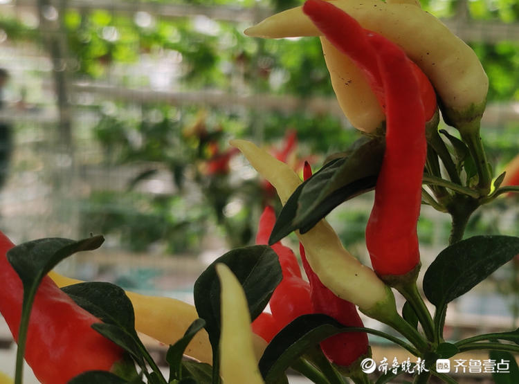 来寿光各种奇异蔬菜琳琅满目大开眼界