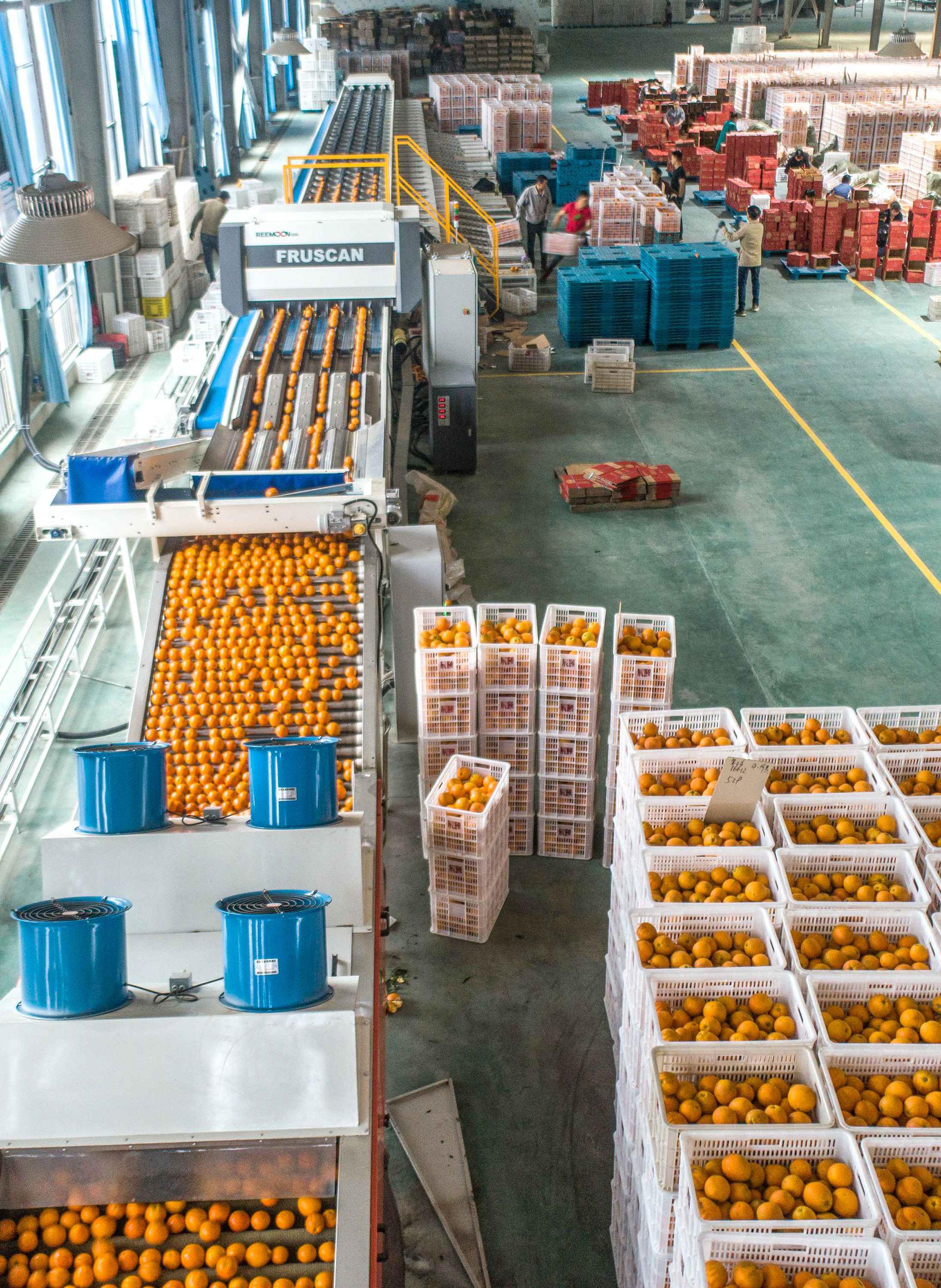 脐橙鲜果分拣包装实现自动化一派繁忙