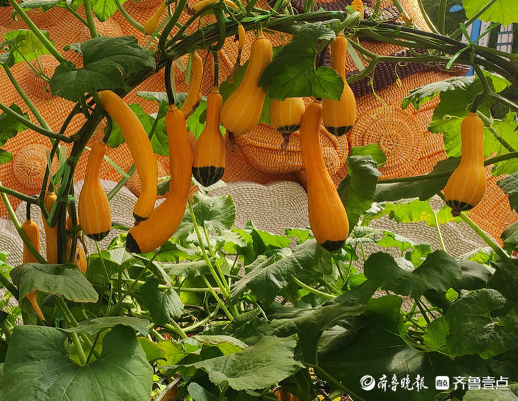 来寿光各种奇异蔬菜琳琅满目大开眼界