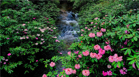 洪雅瓦屋山杜鹃进入盛花期吸引八方游客前来打卡