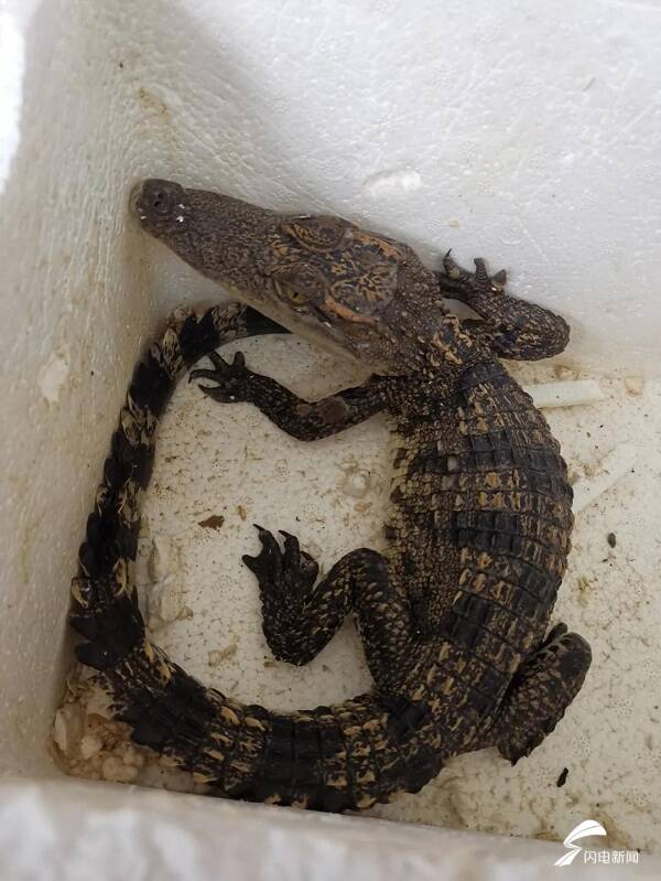 65秒｜德州齐河：民警收到奇怪包裹 打开一看竟是一条泰国鳄休闲区蓝鸢梦想 - Www.slyday.coM