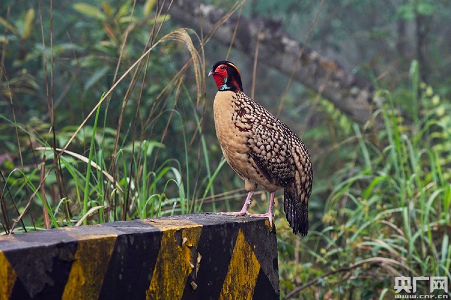 属于国家一级重点保护野生动物,列入《中国生物多样性红色名录》濒危