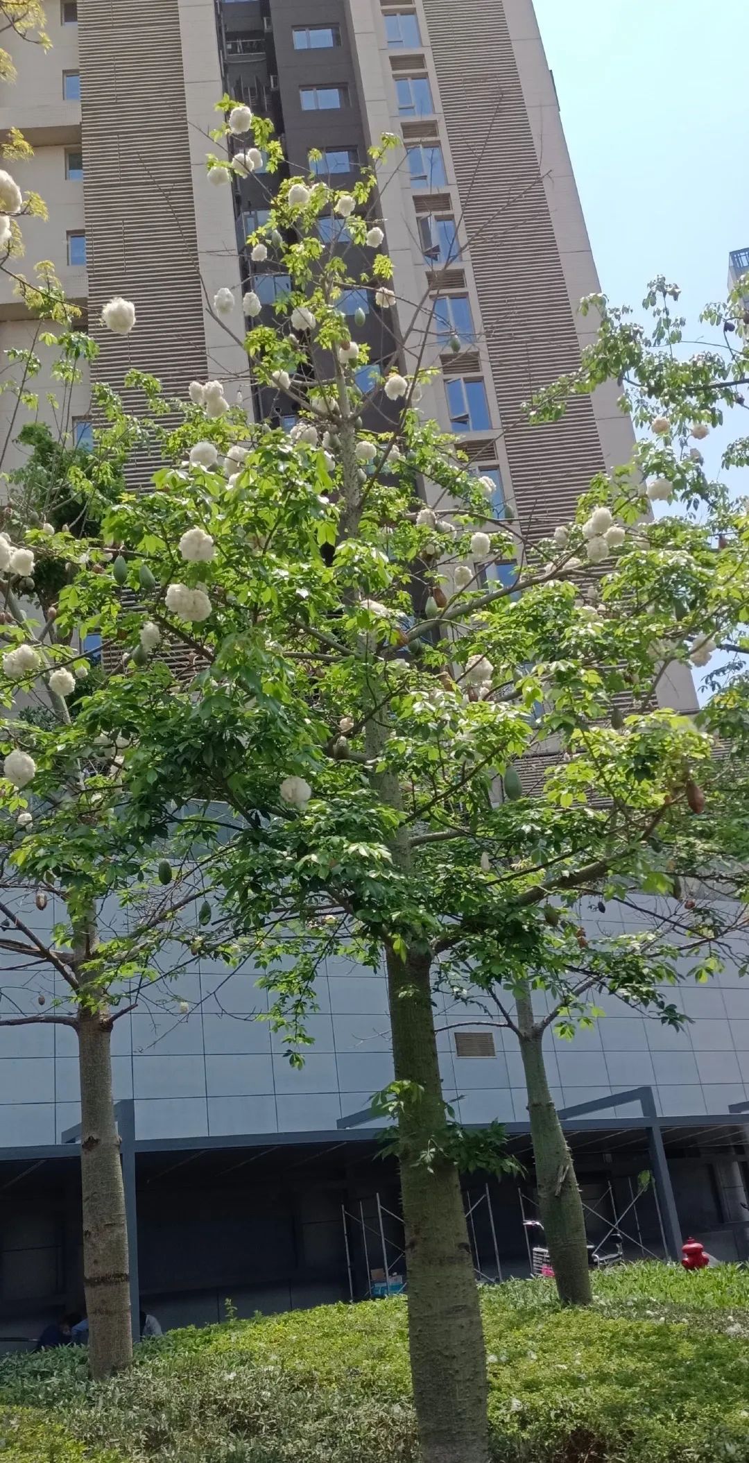 深圳又到木棉飘絮时,过敏人群注意!