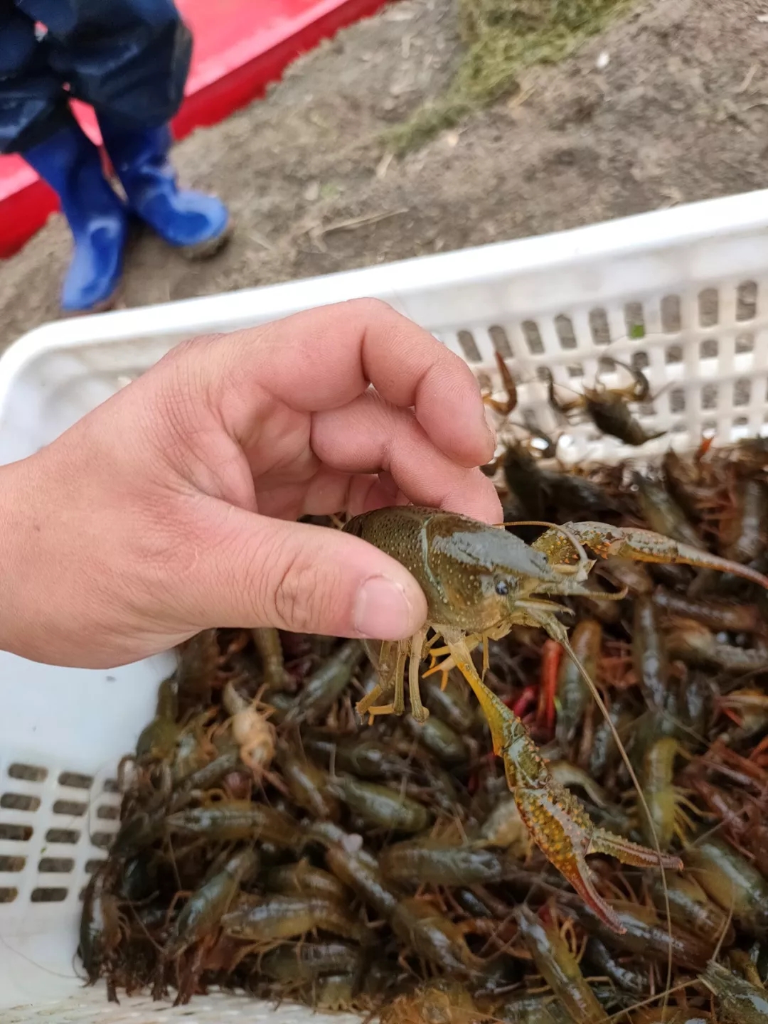 从行业趋势来看,卖早虾,养大虾将会成为小龙虾养殖盈利的主要方向.