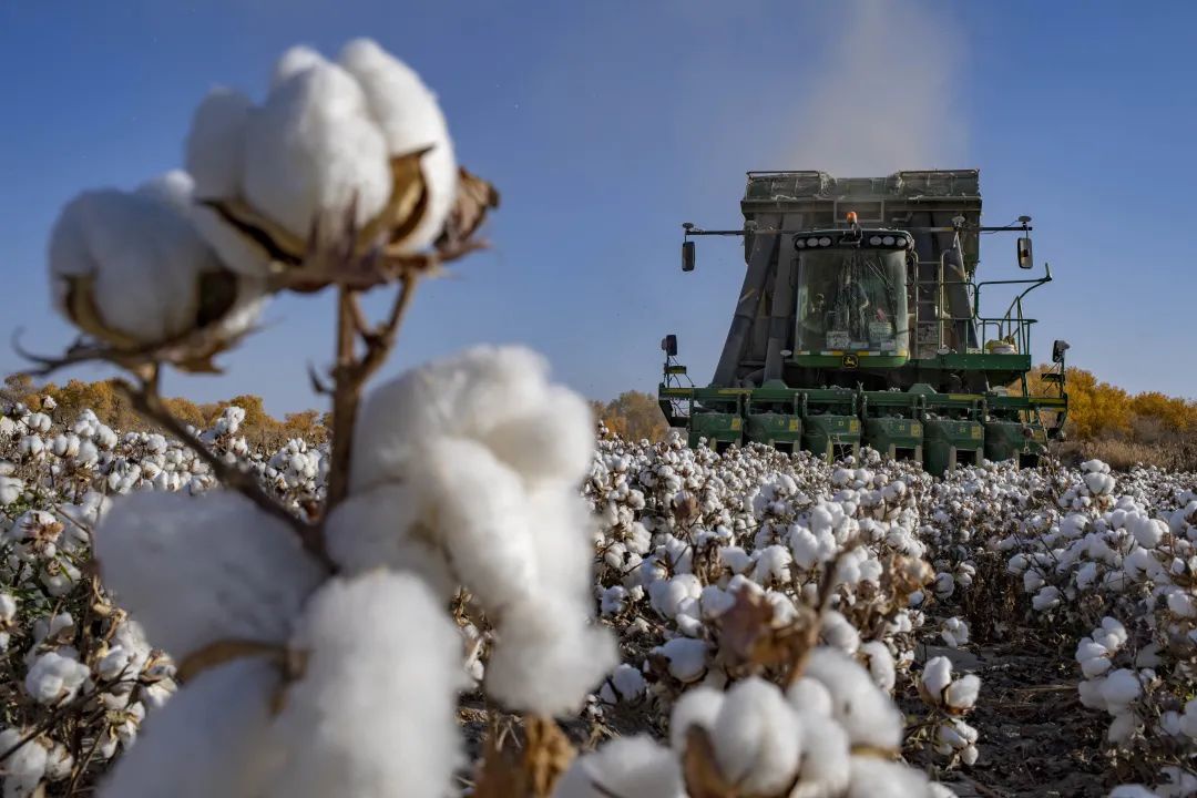 新疆是我国最大棉花产区，2020年新疆棉花产量达516.1万吨，占全国棉花总产量87.3%。图自新华社