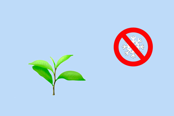 茶树预防"倒春寒",防患于未然|茶叶_新浪新闻