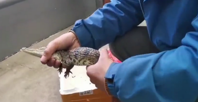 山东一男子网购小鱼，打开一看竟是一条鳄鱼！休闲区蓝鸢梦想 - Www.slyday.coM