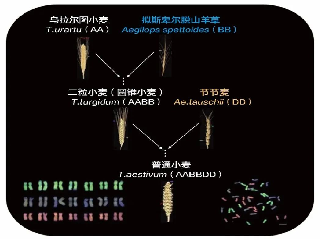小麦进化演变示意图