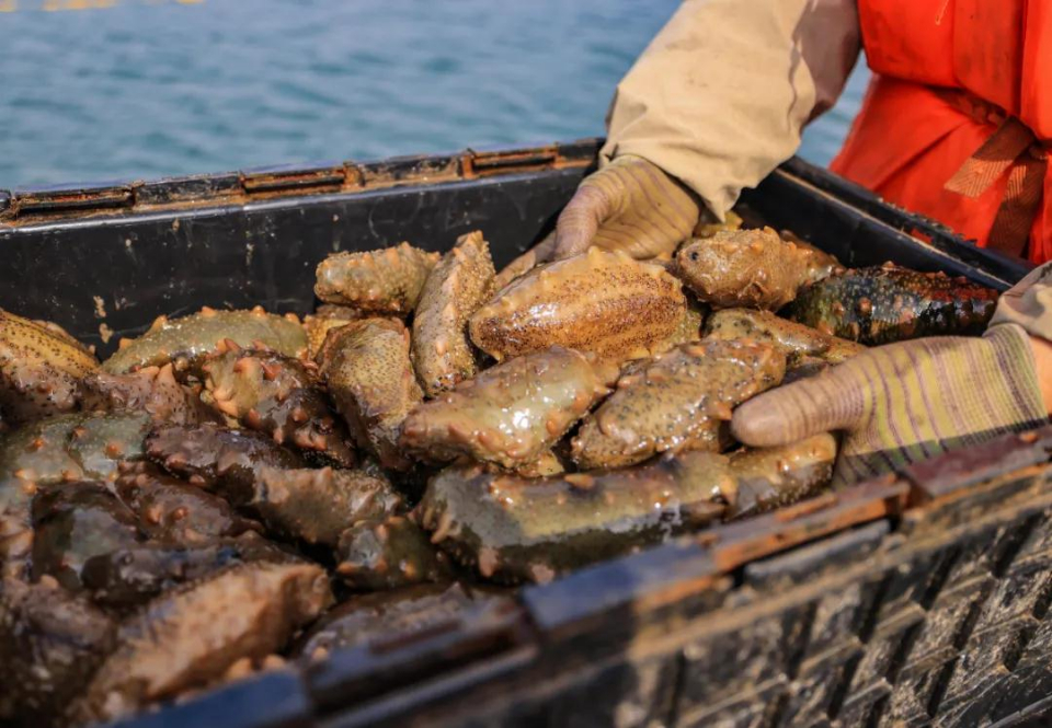 胖嘟嘟很q弹荣成春参开捕海猛子亲自送上岸